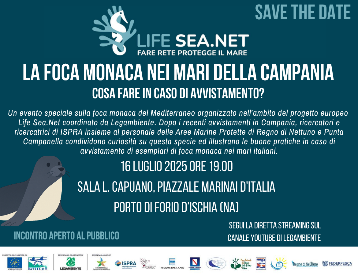 La Foca monaca nei mari della Campania